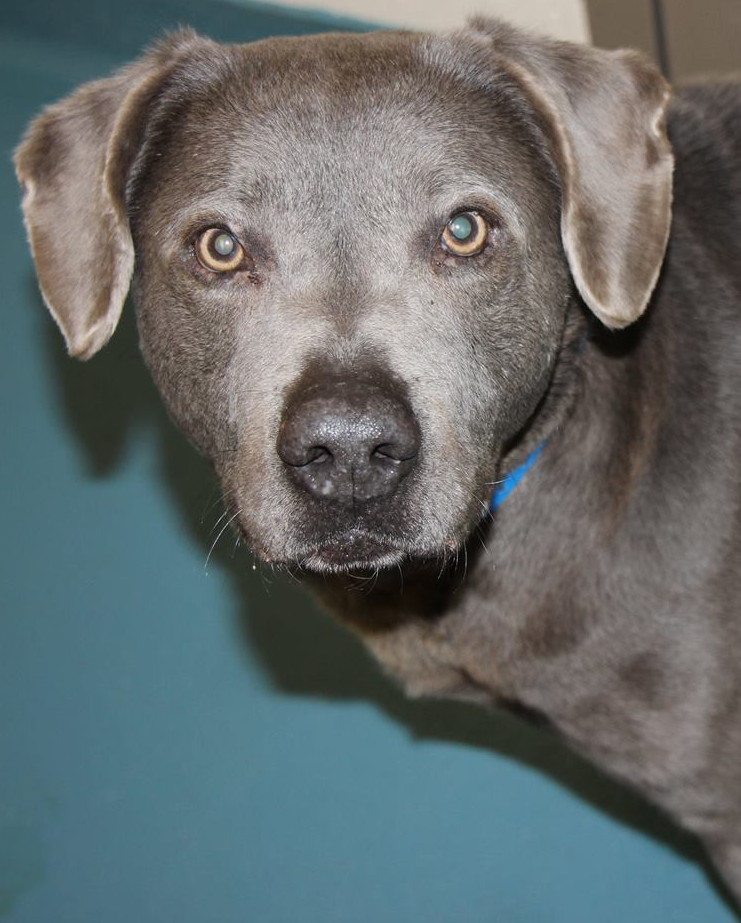 Other Photos of thie Dog