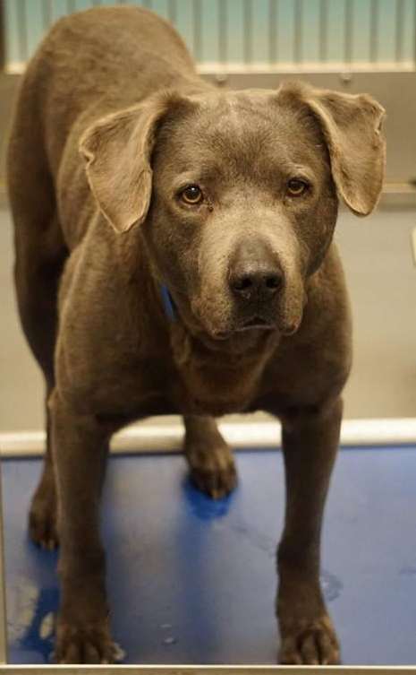 Other Photos of thie Dog
