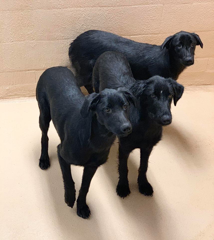 Main Photo of this Dog