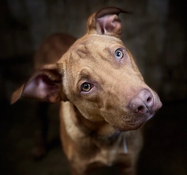 Other Photos of thie Dog