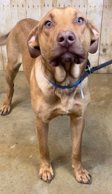 Other Photos of thie Dog