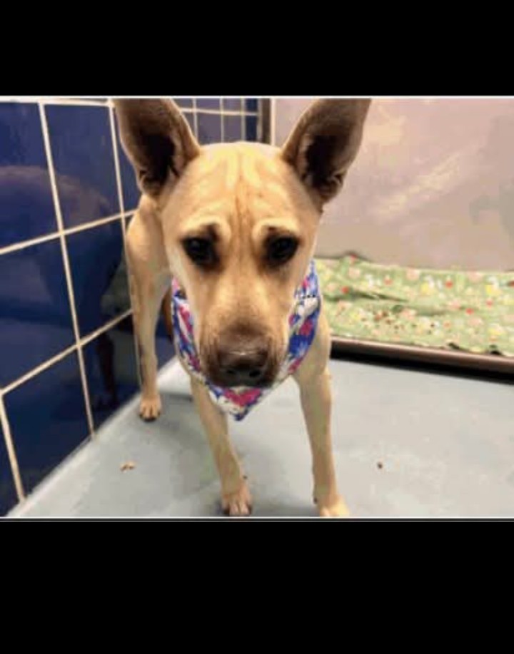 Main Photo of this Dog