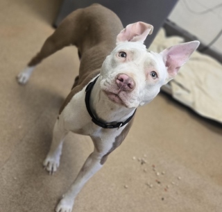Abby Cadabby, a Pit Bull Terrier (mix breed), available for adoption