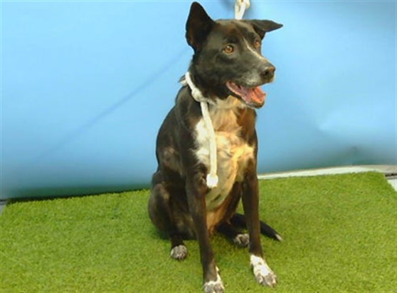 Monte, a Catahoula Leopard Dog, available for adoption
