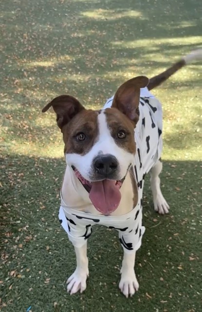 Hancock, a Pit Bull Terrier, available for adoption