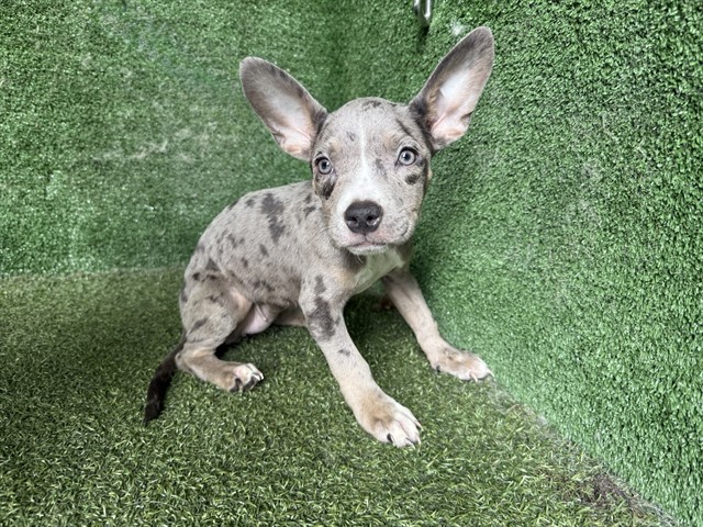 A5788918, a French Bulldog, available for adoption