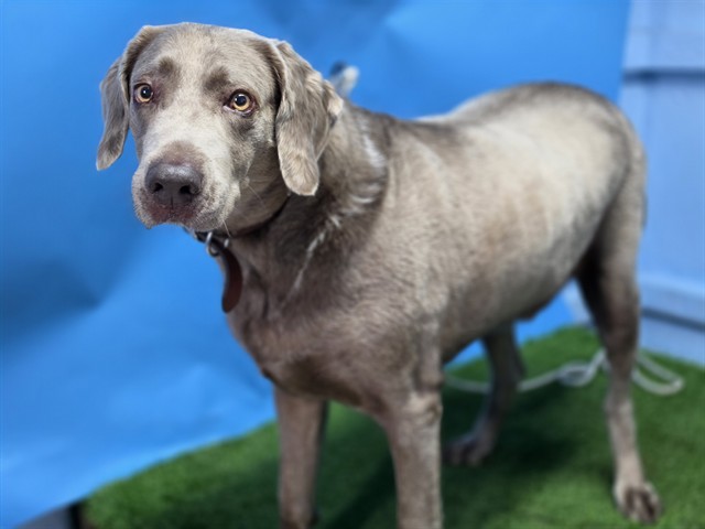 Jasper, a Weimaraner, available for adoption