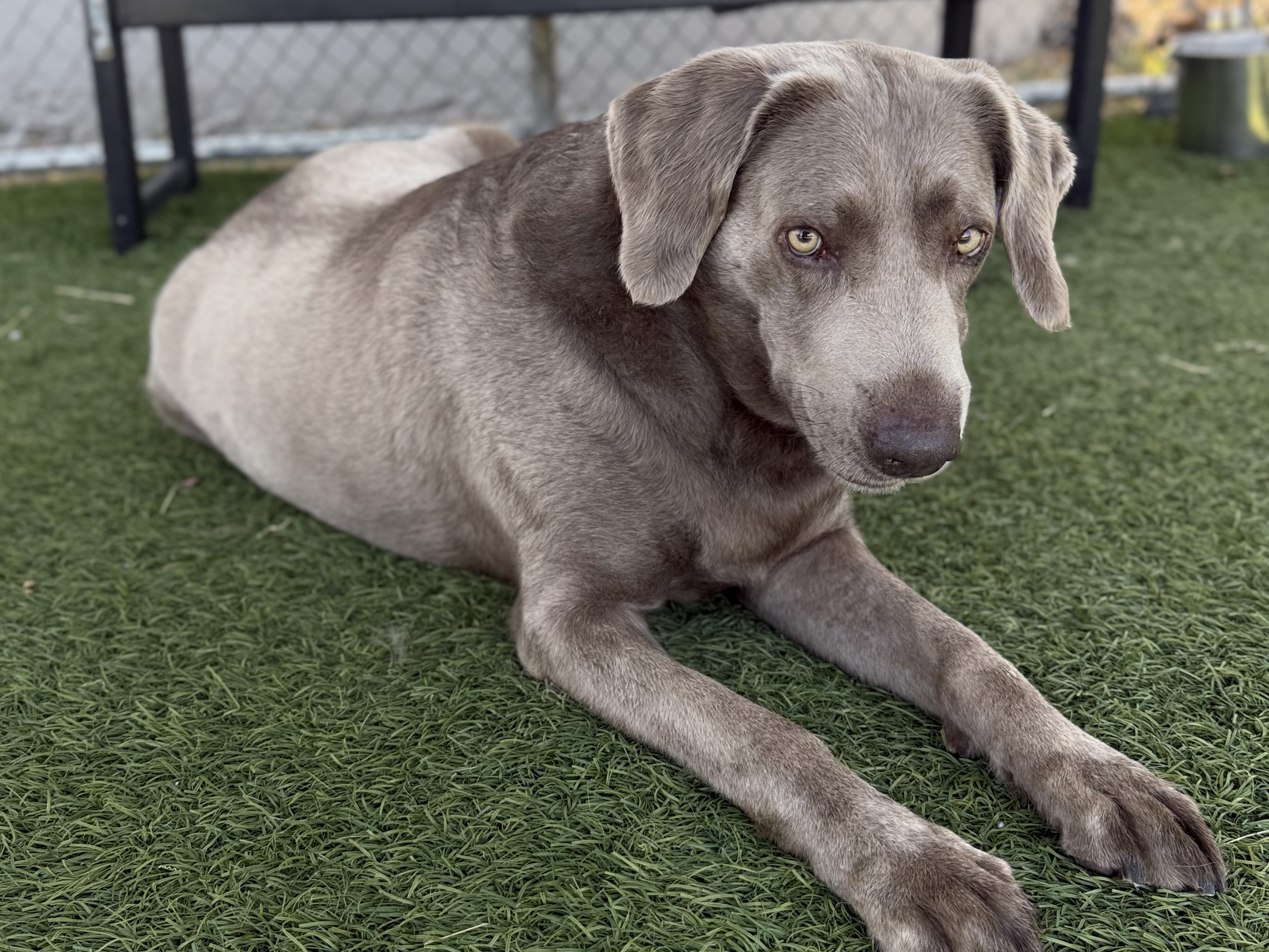 Jasper, a Weimaraner, available for adoption