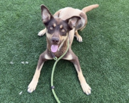 Tillz, a German Shepherd (mix breed), available for adoption