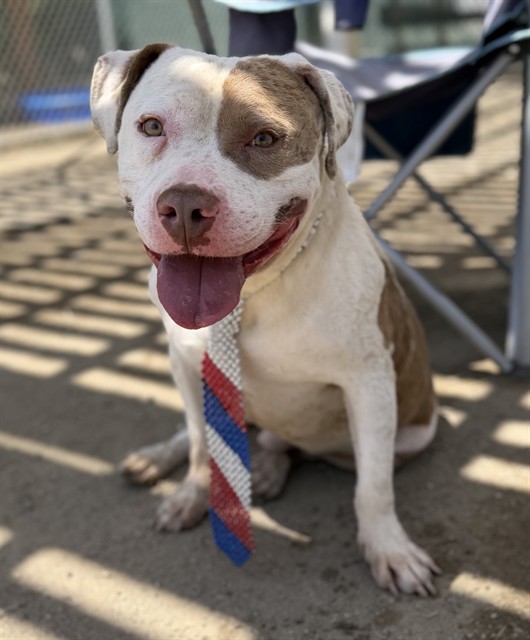 Dale, a Pit Bull Terrier, available for adoption