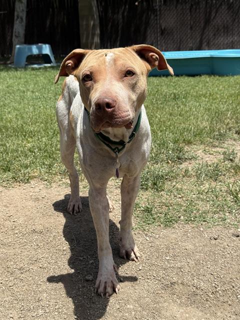 Buffy, a Pit Bull Terrier (mix breed), available for adoption