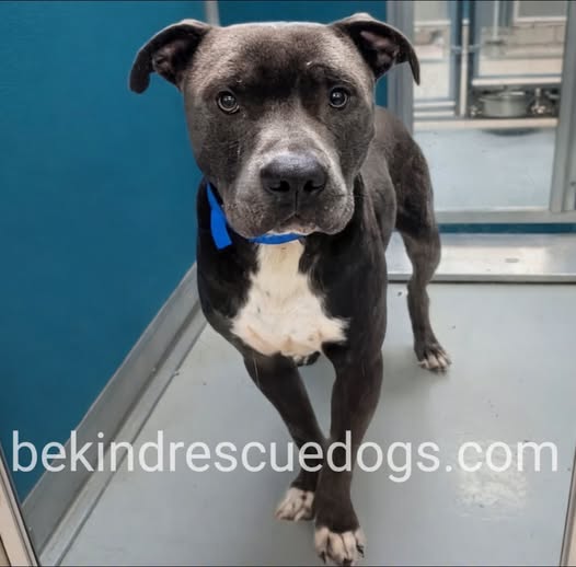 A478418, a Pit Bull Terrier, available for adoption