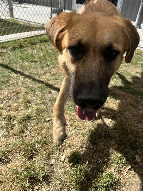 Crepe, a German Shepherd, available for adoption
