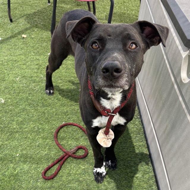 Sir Charles, a Black Labrador Retriever (mix breed), available for adoption
