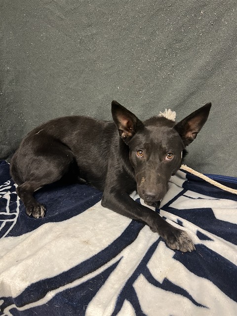Shiny, a Border Collie, available for adoption