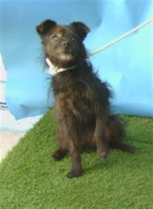 A5791897, a Terrier, available for adoption