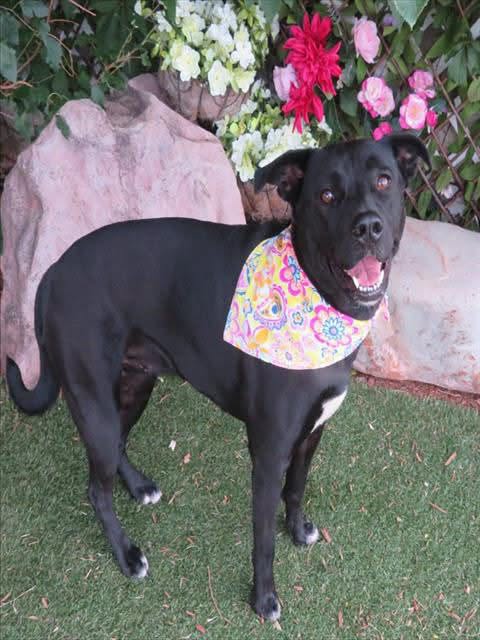 Sissy, a Labrador Retriever, available for adoption