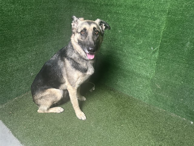 Bolin, a German Shepherd, available for adoption