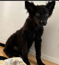 Greta, a German Shepherd, available for adoption