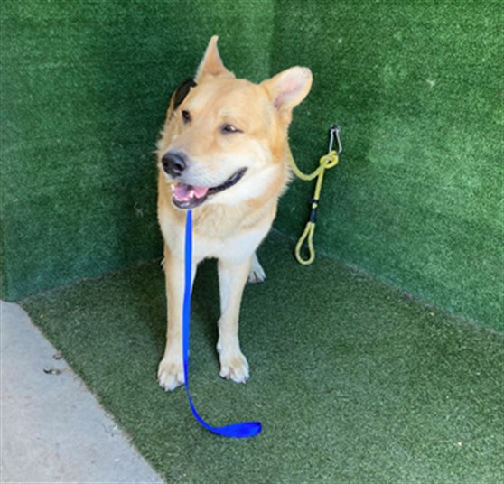 A5792552, a German Shepherd, available for adoption
