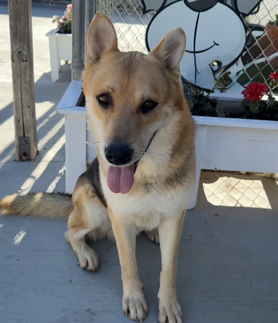 Donald, a German Shepherd, available for adoption