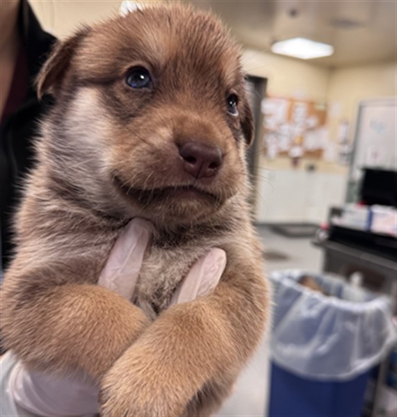Fritos, a Siberian Husky, available for adoption
