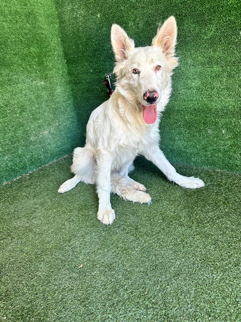 Thomas, a German Shepherd, available for adoption