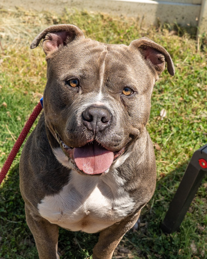 Othello, a Pit Bull Terrier (mix breed), available for adoption
