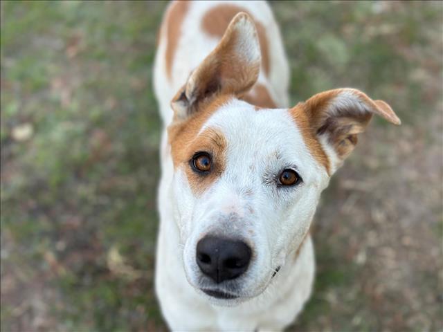 Simba, a Foxhound (mix breed), available for adoption