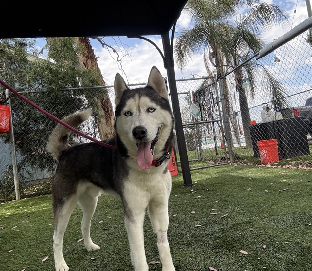 Adoptable pet photo