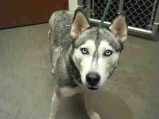 Adoptable pet photo