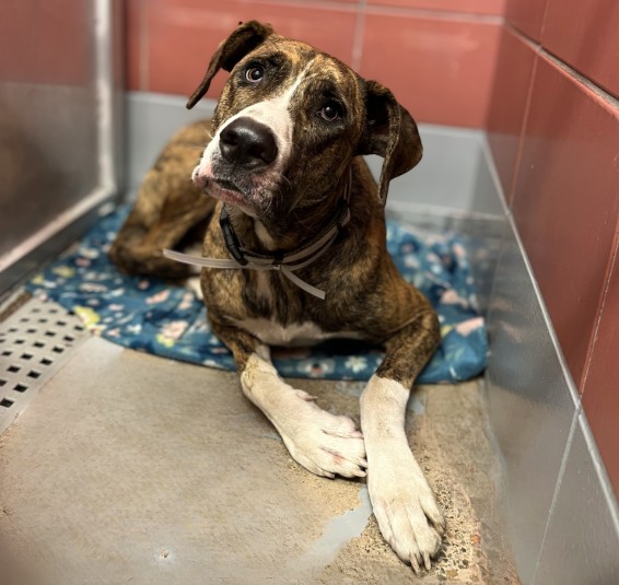 Adoptable pet photo