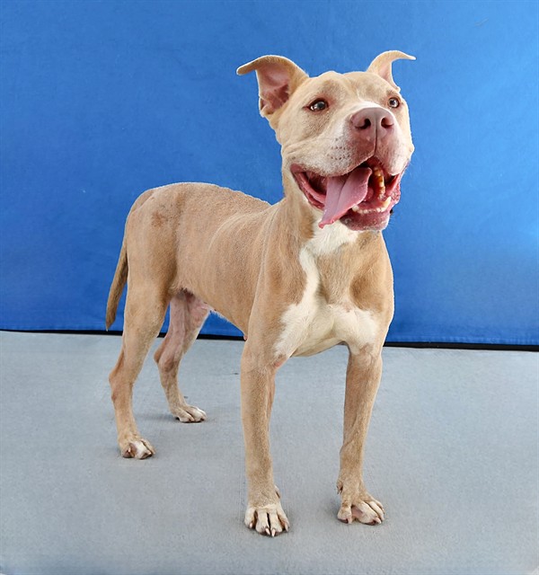 Jace, a Bullmastiff, available for adoption