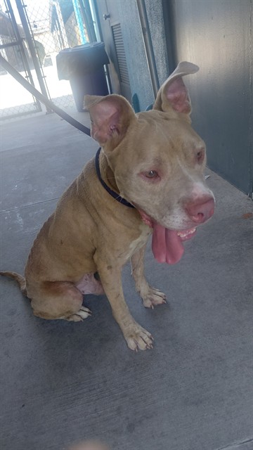 Adoptable pet photo