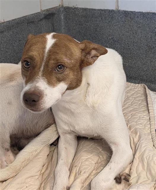 Adoptable pet photo
