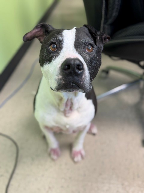 Adoptable pet photo