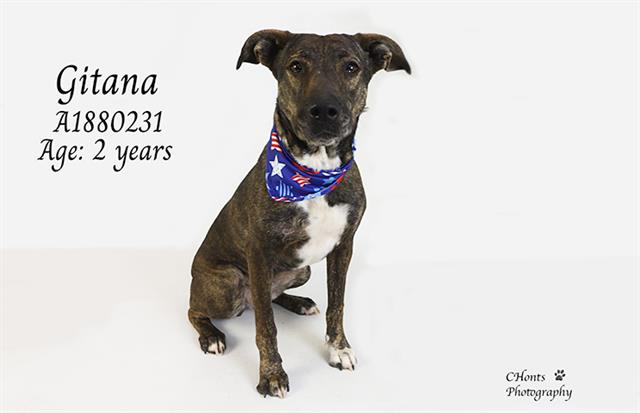 Gitana, a Mountain Cur (mix breed), available for adoption