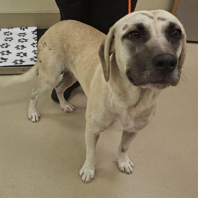 Ursula, a Black Mouth Cur (mix breed), available for adoption
