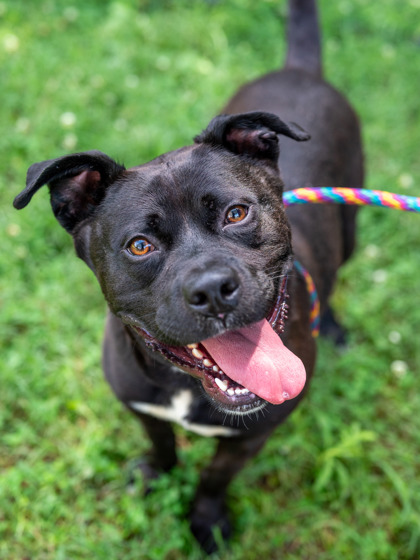 Silva, a Pit Bull Terrier (mix breed), available for adoption
