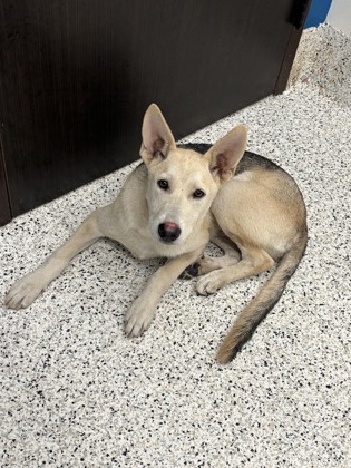 Loafer, a Shepherd (mix breed), available for adoption