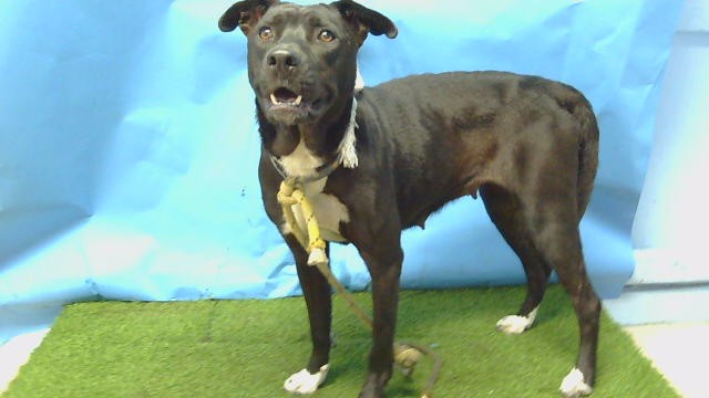 Flavia, a Labrador Retriever, available for adoption