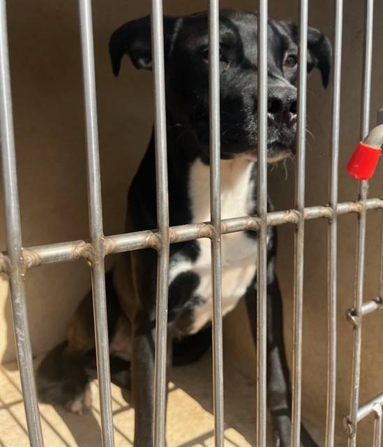A479962, a American Staffordshire Terrier, available for adoption