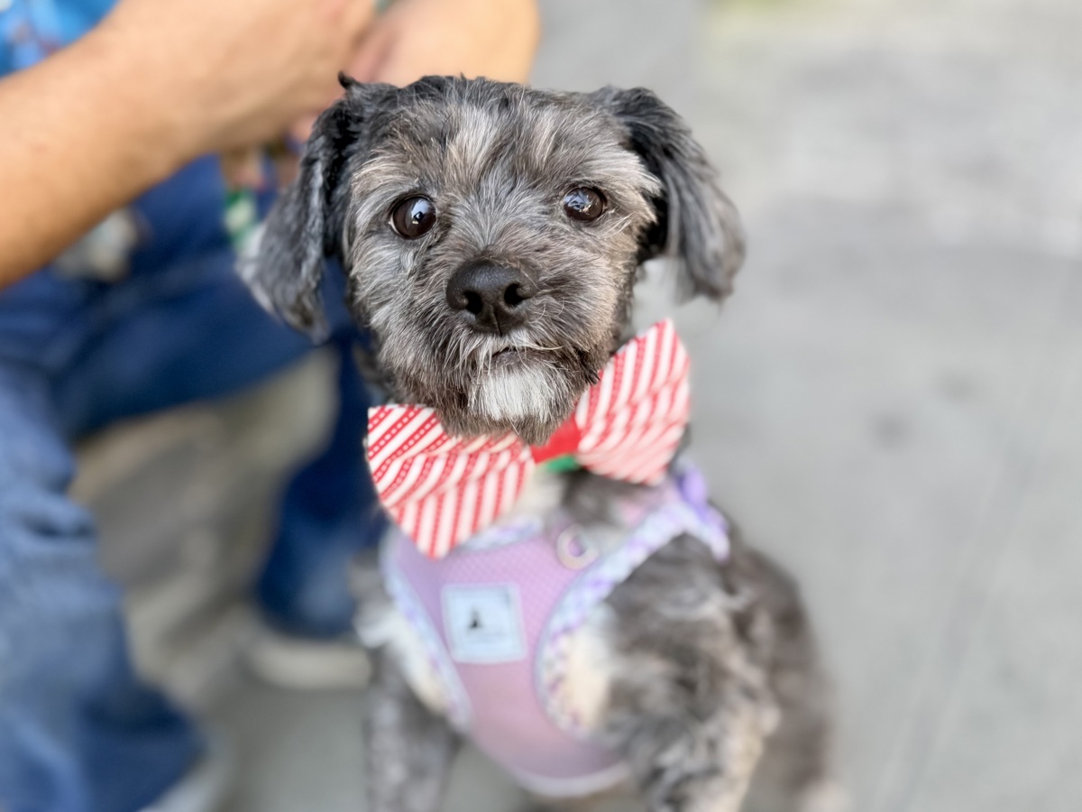 Leon, a Shih Tzu, available for adoption