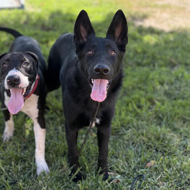 Vera, a German Shepherd, available for adoption