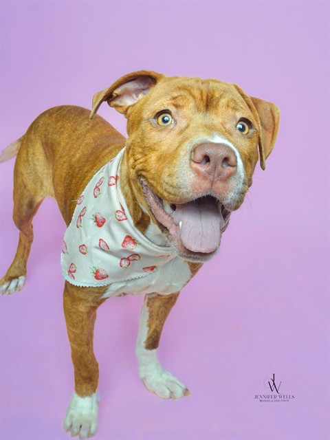 Sox, a Pit Bull Terrier, available for adoption