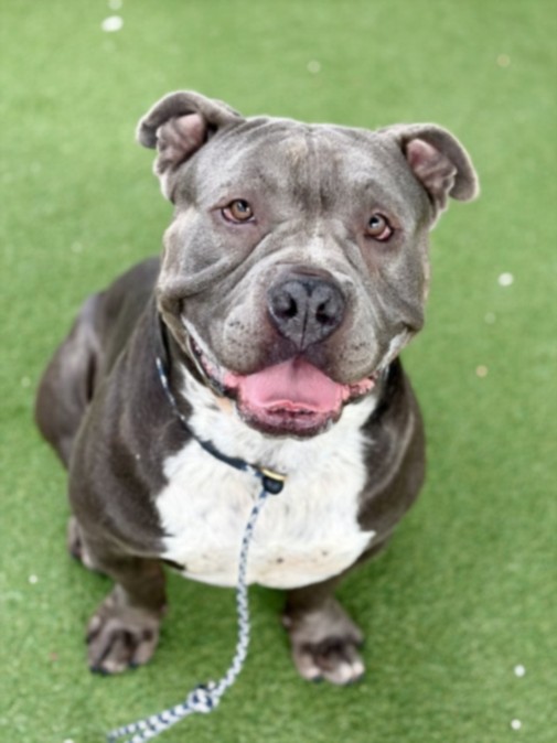 Leonardo, a Pit Bull Terrier (mix breed), available for adoption