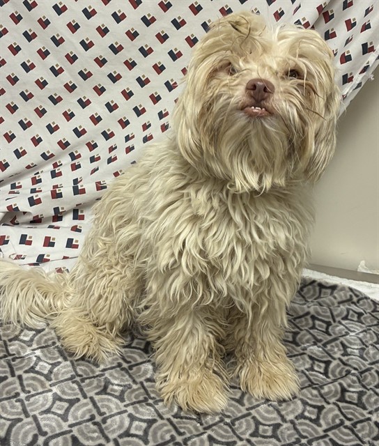 A5799117, a Maltese, available for adoption