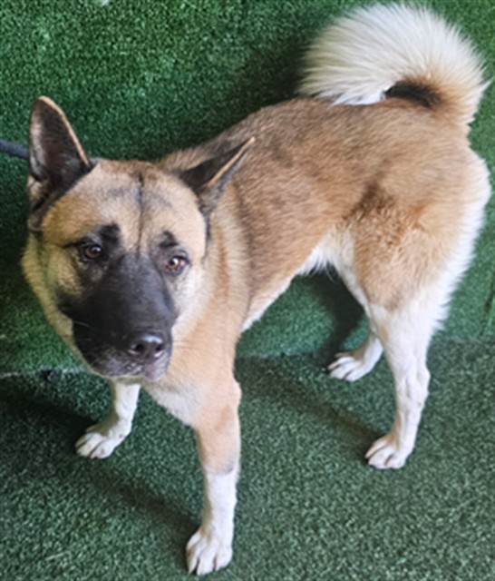 Pamela, a Akita, available for adoption