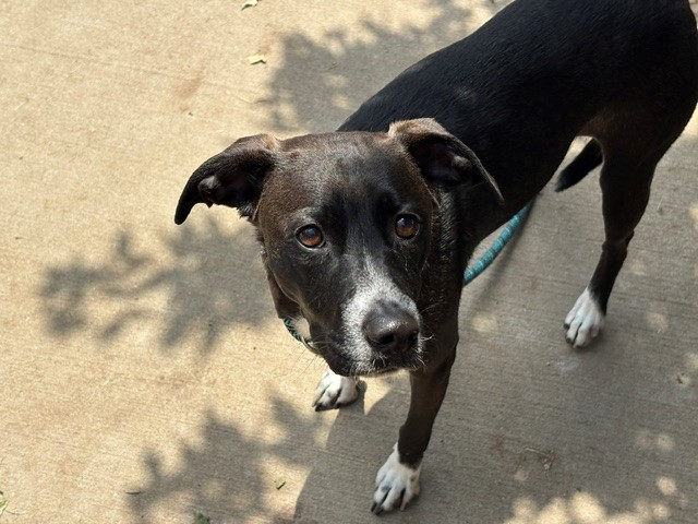 Lady, a Pit Bull Terrier (mix breed), available for adoption