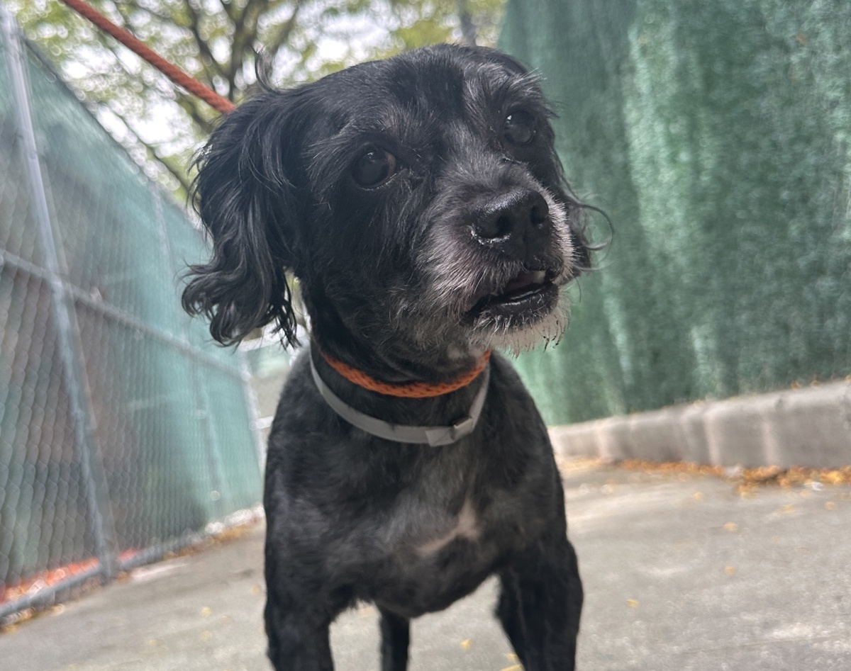 Other Photos of thie Dog